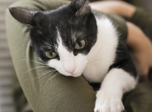 close-up-woman-playing-with-cat-sitting-chair