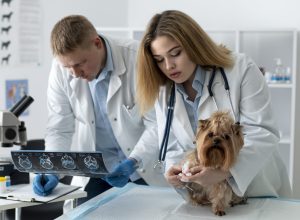 cute-dog-consultation (1)