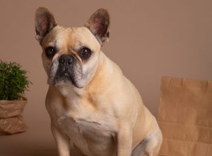view-adorable-dog-with-bowl-food